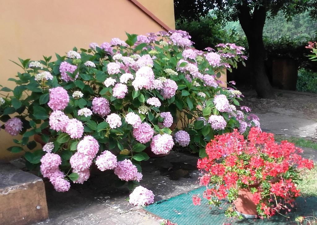 Agriturismo Poggio Al Tesoro Crespina Luaran gambar